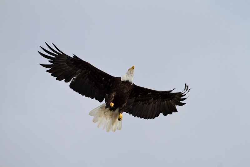 Bald Eagle In Flight